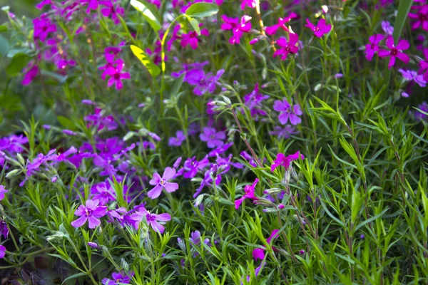 粉红色花卉花园 — 图库照片