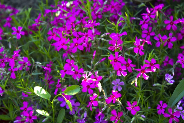 Pink Flower Plant Garden — Stock Photo, Image