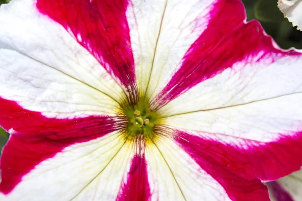 Petunia Rosa Flores Planta —  Fotos de Stock