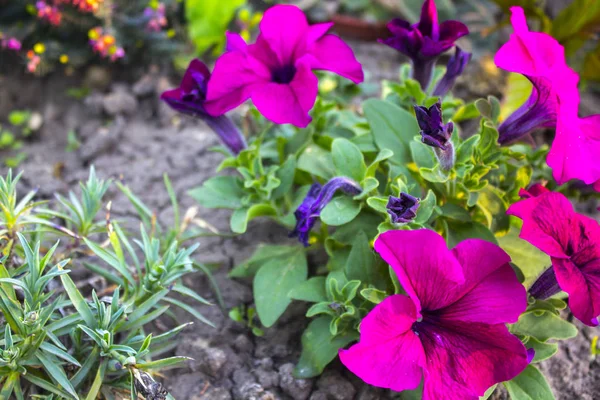 Petunia Pink Flowers Plant — Stock Photo, Image