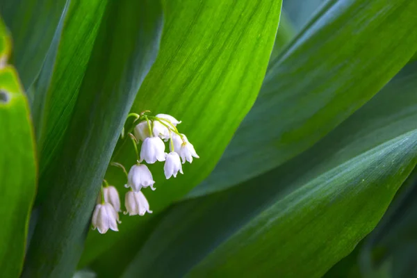 Fiore Valle Giglio Maggio — Foto Stock