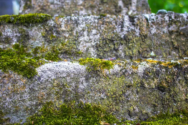 Rock Yeşil Yosun Arka Plan Dokusu — Stok fotoğraf