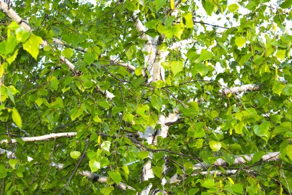 Větve Stromu Březové Listy — Stock fotografie