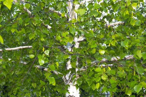 birch tree branch leaves