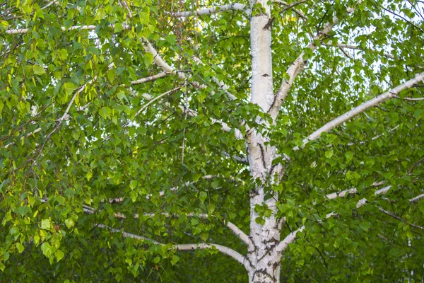 Feuilles Branches Bouleau — Photo