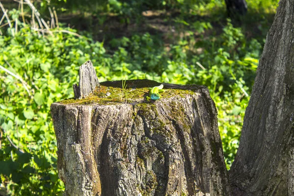 Zielony Jaszczurka Kikut Natura — Zdjęcie stockowe