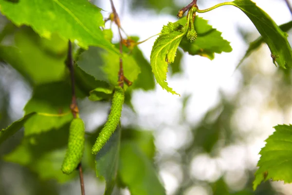 Berken Boom Bloemblaadjes Voorjaar — Stockfoto