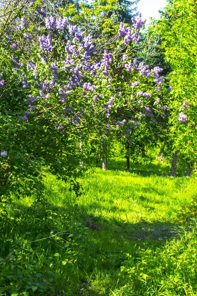 Arbusto Lilás Primavera Parque Natureza — Fotografia de Stock