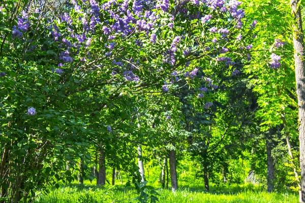 Lila Bush Bahar Parkı Doğa — Stok fotoğraf