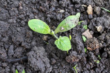 Salatalık fidanı ya da ilk büyüyen yaprak salatalığı, salatalık tohumu, taze bitki.