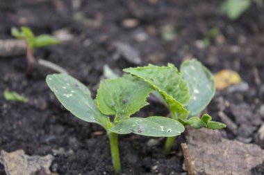 Salatalık fidanı ya da ilk büyüyen yaprak salatalığı, salatalık tohumu, taze bitki.
