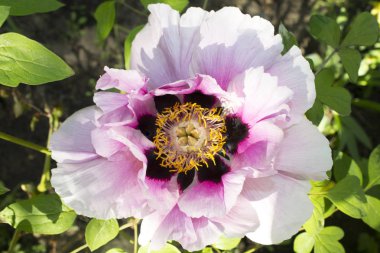 Pembe ve Sarı şakayık çiçeğinin yakın çekimi. Yapraklı yapraklı şakayık çiçeği