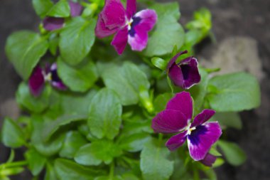 nonoş çiçekleri, arkaplan dokusu