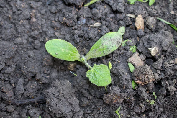 Serragem Pepino Crescimento Inicial Pepino Folha Close Mudas Pepino Planta — Fotografia de Stock