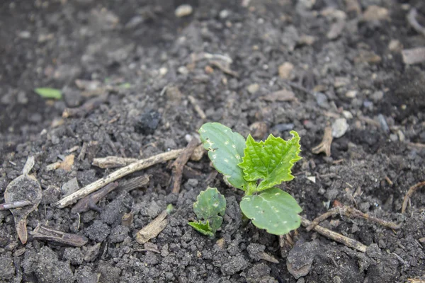 cucumber sapling or beginning growth, closeup leaf cucumber, seedling of cucumbers, young plant