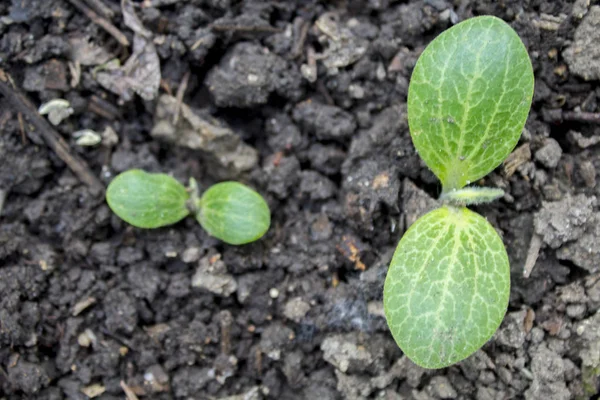 Cetriolo Sapling Inizio Crescita Primo Piano Foglia Cetriolo Semenzaio Cetrioli — Foto Stock