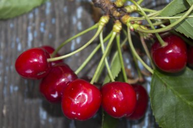 Ahşap arka planda yaprakları olan olgun kiraz yığını. Ağaç dalında kiraz. Taze kirazların en üst görüntüsü