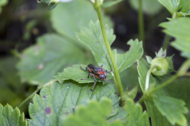 Asker Böcek (Cantharis Rustica) Yaprağa Tırmanıyor. Asker böcek (Cantharis livida) - kızıl saçlı küçük siyah böcek