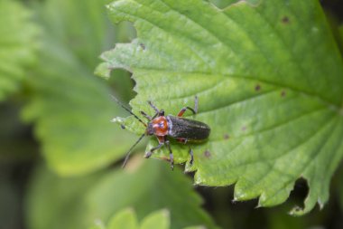 Asker Böcek (Cantharis Rustica) Yaprağa Tırmanıyor. Asker böcek (Cantharis livida) - kızıl saçlı küçük siyah böcek