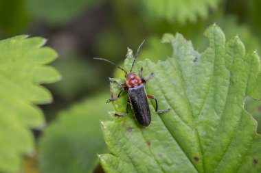 Asker Böcek (Cantharis Rustica) Yaprağa Tırmanıyor. Asker böcek (Cantharis livida) - kızıl saçlı küçük siyah böcek
