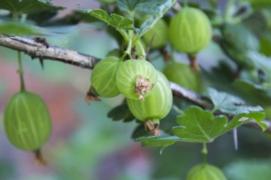 Taze yeşil bektaşi üzümü yapraklarıyla olgunlaşmış yazın bahçedeki bir çalılığın dalında. Olgunlaşan böğürtlenlerin doğal arka planı yeşil Bektaşi üzümü. Seçici odak.