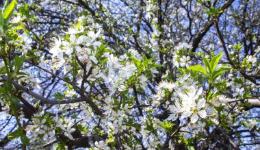 Bahar ağacı dalında beyaz çiçekler