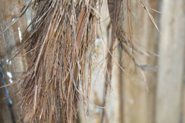 Üzümün gövdesi çok eksiksiz..