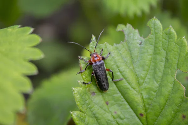 Soldier Beetle Cantharis Rustica Climbing Leaf Soldier Beetle Cantharis Livida — Stock Photo, Image
