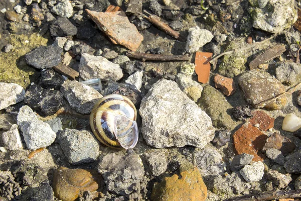 海滩上的鹅卵石与蜗牛壳 — 图库照片