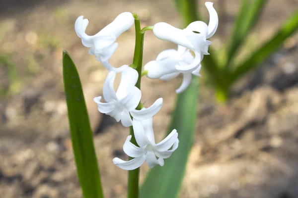 Белый Гиацинтовый Цветок — стоковое фото