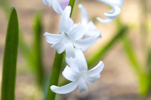 Белый Гиацинтовый Цветок — стоковое фото