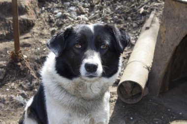 Kapalı ağızlıklı köpek beyaz ve siyah