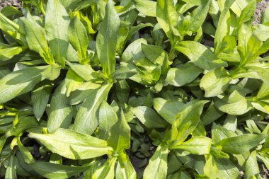 yeşil bahar çalı zemin doğa