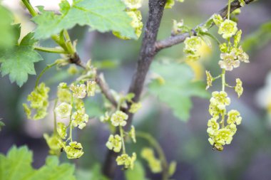 Bahçede çalı üzerinde siyah frenk üzümü Çiçekli dalı