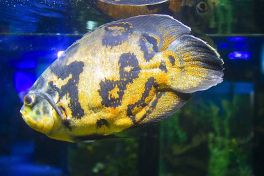 Oscar balık (Astronotus ocellatus). Akvaryumda tropikal tatlı su balıkları.