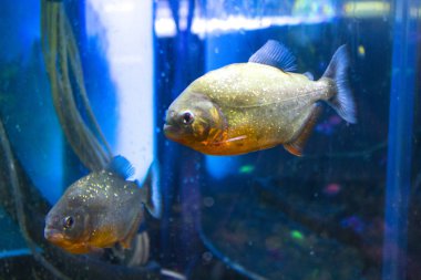 Berrak suda yüzen kırmızı karınlı pirana balığı.