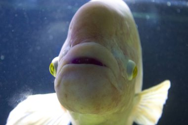 Asya sheepshead wrasse beyaz balık akvaryumu