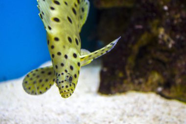 bir panter orgrouper yakın çekim, siyah gözcü tropikal balık ile beyaz