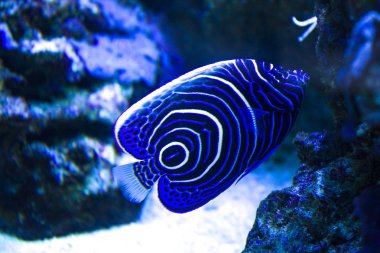 İmparator melek balığı (Pomacanthus imperator) deniz resifi 