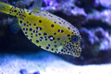 Sarı kutu balığı (Ostracion kübikus). Deniz balığı.