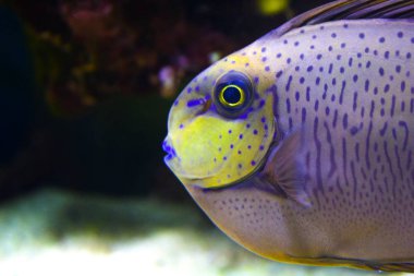 Portakal kaplı Triggerfish (Balistapus undulatus) sualtı