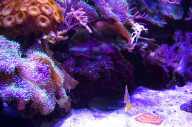 anemones mercan resifsualtı closeup