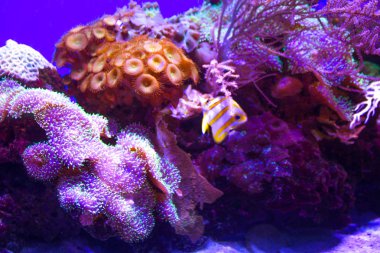 anemones mercan resifsualtı closeup