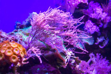 anemones mercan resifsualtı closeup