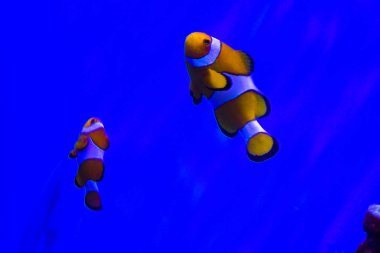 Clownfish, Amphiprioninae, akvaryum tankında 