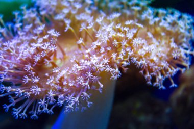 anemones mercan resifsualtı closeup