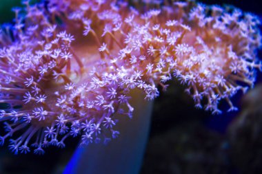 anemones mercan resifsualtı closeup