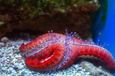 büyük kırmızı yıldız balık sualtı closeup