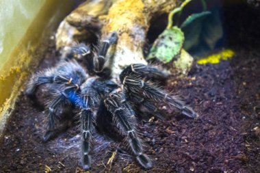 kıllı araknid büyük örümcek 