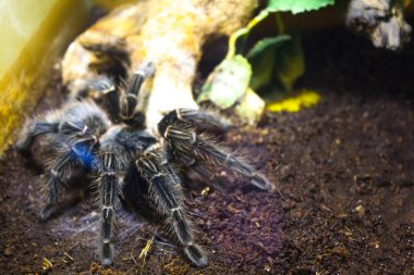 kıllı araknid büyük örümcek 